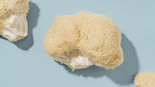 The Most Nutritious Mushroom: Lions Mane