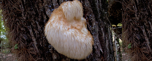 Brain Boosting Marvel: Why Lion's Mane Mushroom is the Neuro-Superfood of the Future