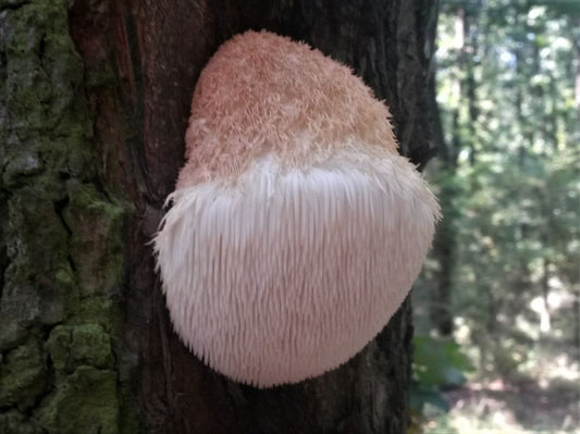 What is Lion's Mane Mushroom and How Does it Work?