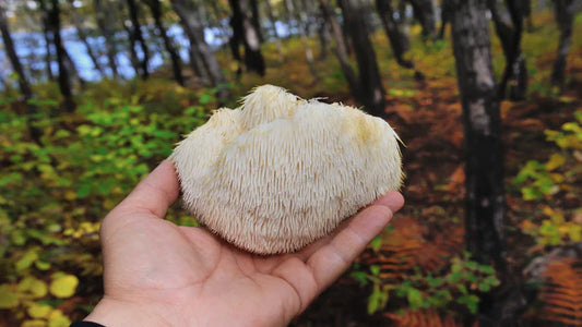 10 Nutritional Benefits of Lion's Mane for Designers