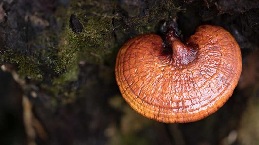 Sleep Serenity Unveiled: Harnessing the Power of Reishi Mushrooms for Quality Rest